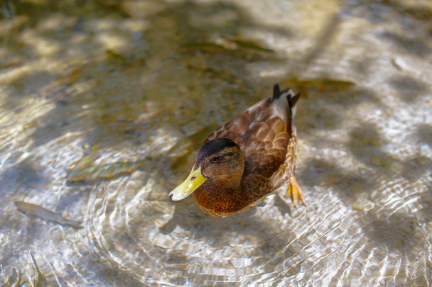 Duck is swimming in a lake - Фото, изображение