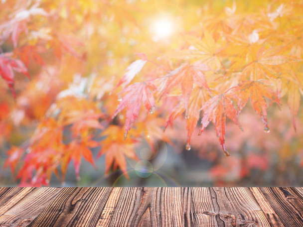Herfst esdoorn achtergrond wazig  - Foto, afbeelding