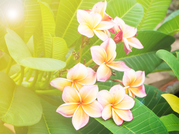 Και γλυκά λουλούδια frangipani (Πλουμέρια) - Φωτογραφία, εικόνα
