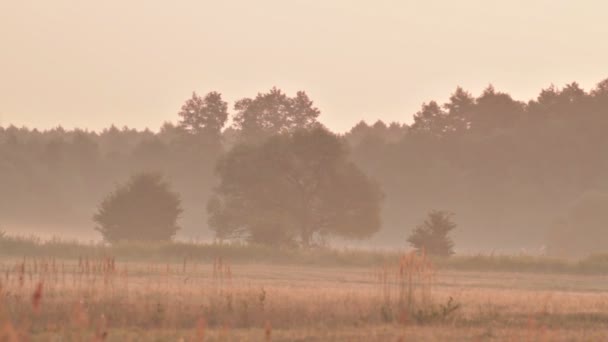 Krajina ráno s stromů za mlhy - Záběry, video