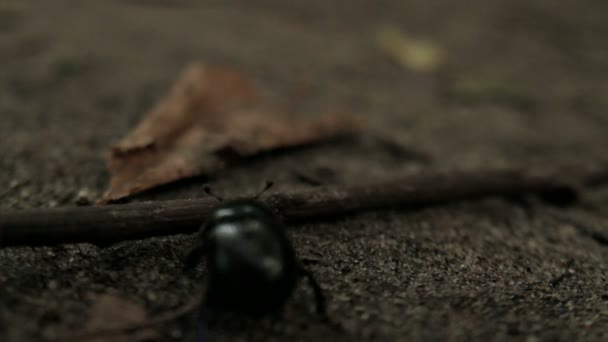 Μαύρο σκαθάρι Περπατήστε μέσα από το ραβδί - Πλάνα, βίντεο