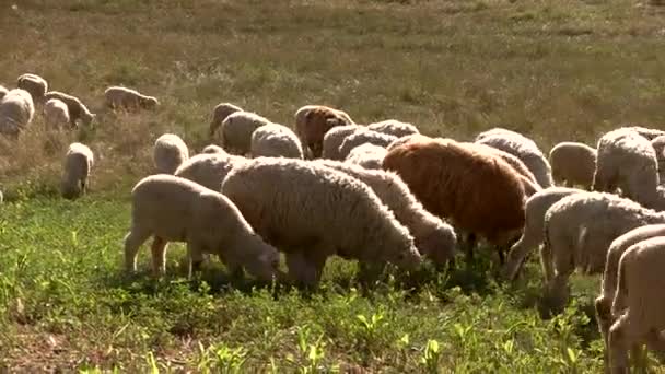 Group of sheep eats grass. - Footage, Video