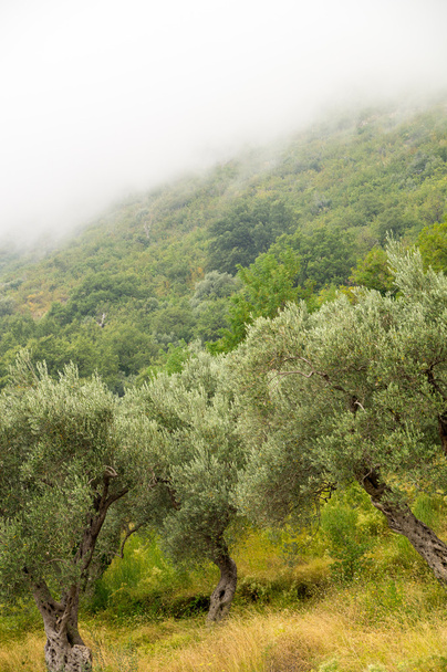 Оливковые рощи в предгорьях Черногории
 - Фото, изображение