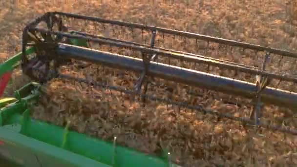 Harvesters blade cuts ears. - Footage, Video