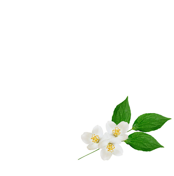 Λευκό λουλούδι γιασεμί.  - Φωτογραφία, εικόνα