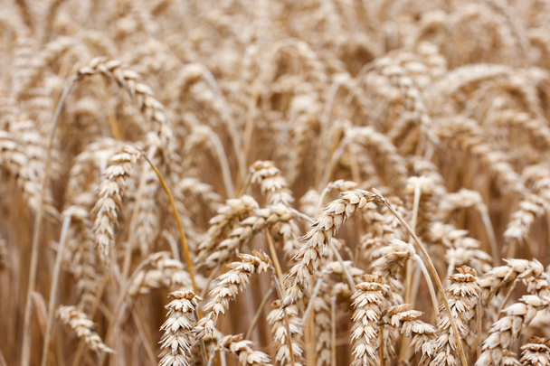 Wheat straws - Photo, Image