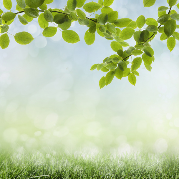 Natural green background - Photo, Image