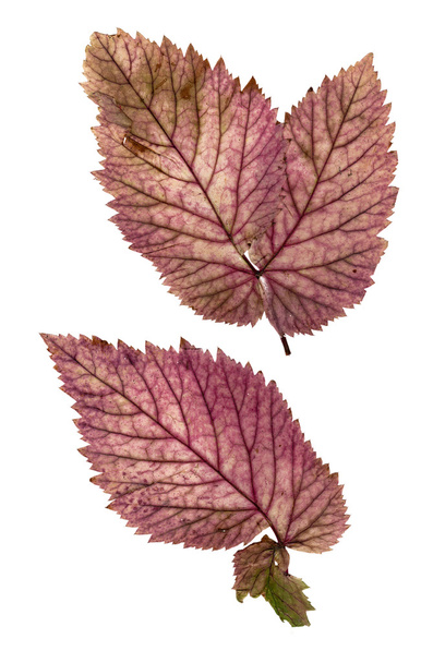 kamenné berry suché barevné listí - Fotografie, Obrázek