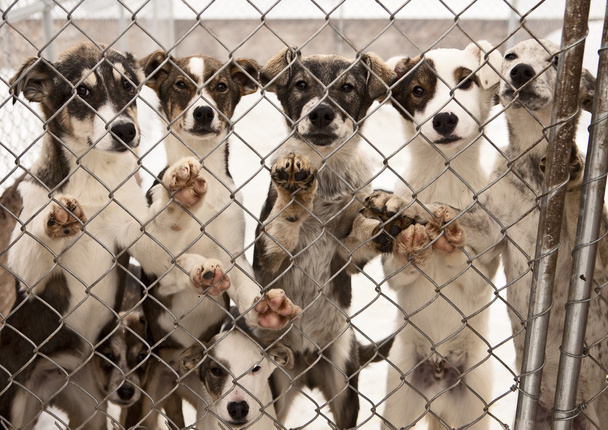 Cuccioli di cane a slitta
 - Foto, immagini