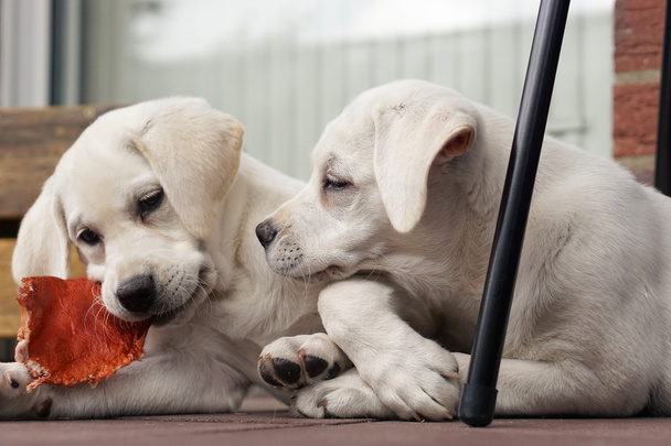 δύο χαριτωμένα μικρά Λαμπραντόρ κουτάβια σκυλί αγκαλιά μαζί - Φωτογραφία, εικόνα