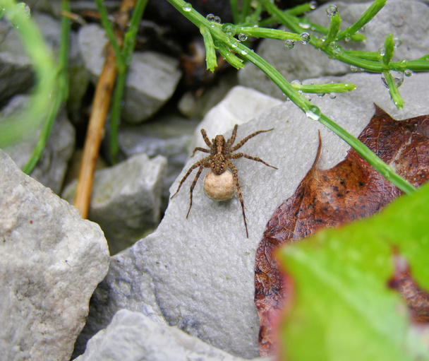 A female wolf spider - Photo, Image