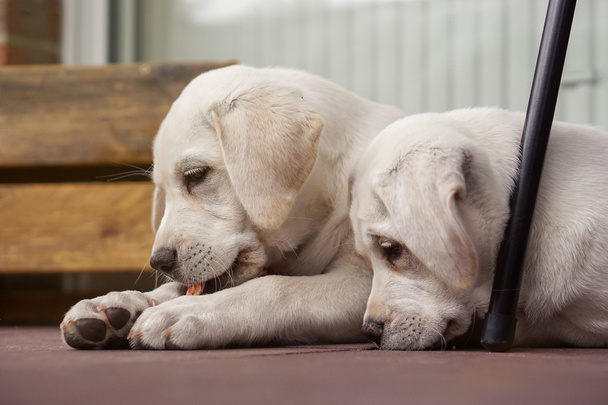 dwa słodkie młodych labrador pies szczeniaki przytulanie razem - Zdjęcie, obraz