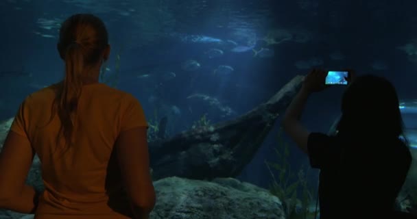 Οι επισκέπτες στο oceanarium λαμβάνοντας εικόνες από ζώα της θάλασσας - Πλάνα, βίντεο