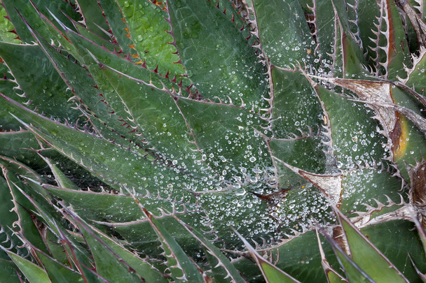Cactus épineux après la pluie
 - Photo, image