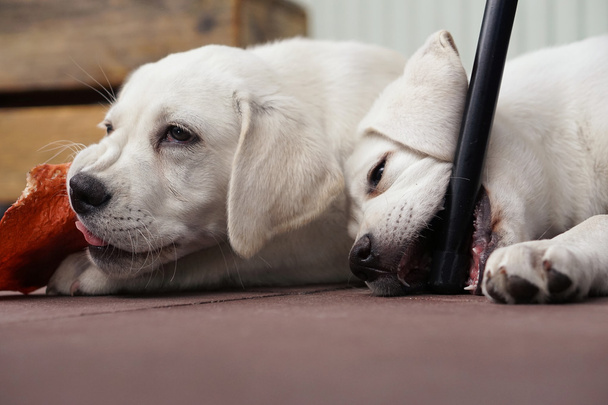 two cute young labrador dog puppies cuddling together - Photo, Image