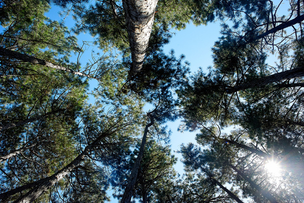 The tops of the pines overhead and the blue sky. - Photo, image