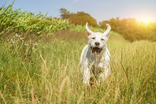 jovem cão labrador cachorro correndo com cara engraçada
 - Foto, Imagem