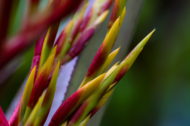 tropical plants in costa rica - Fotoğraf, Görsel