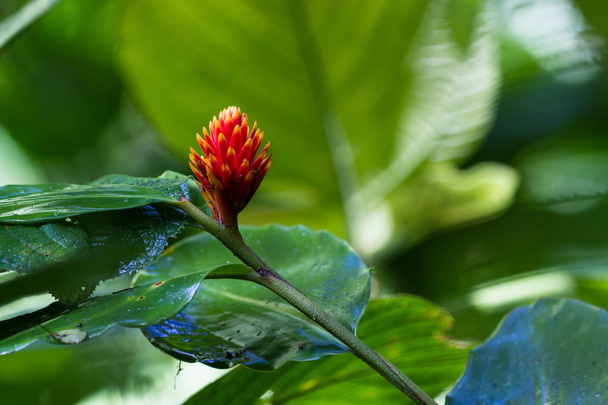red ginger flowers  - Photo, Image