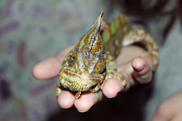 Yemen chameleon Chamaeleo calyptratus is sitting on hands during the exhibition - Photo, Image