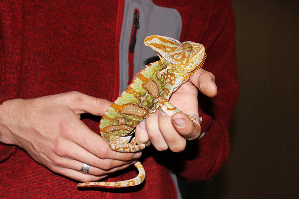Jemen chameleon Chamaeleo calyptratus sedí na rukou během výstavy - Fotografie, Obrázek