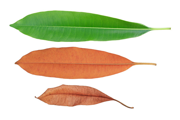 зелене і коричневе і сухе листя
 - Фото, зображення