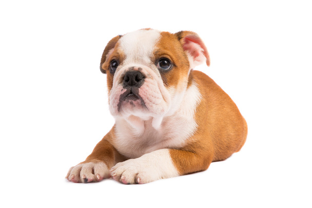 Cãozinho bonito - Cãozinho de bulldog inglês
 - Foto, Imagem