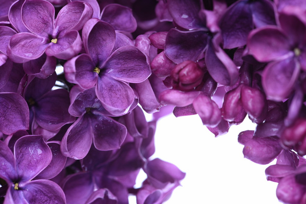 Цветущие сиреневые цветы - Фото, изображение