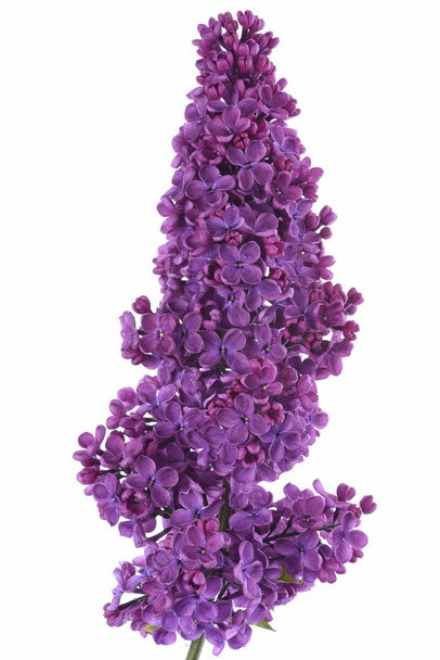 paarse lila bloemen - Foto, afbeelding
