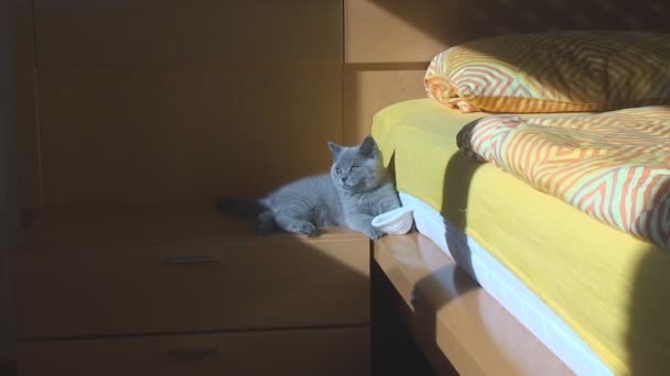 W pokoju na nocnym stoliku siedzi rasowy kotek brytyjski niebieski kolor - Materiał filmowy, wideo