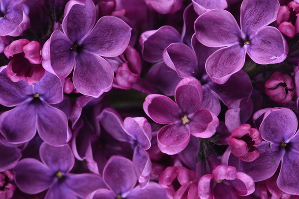 Flores de color lila florecientes - Foto, Imagen