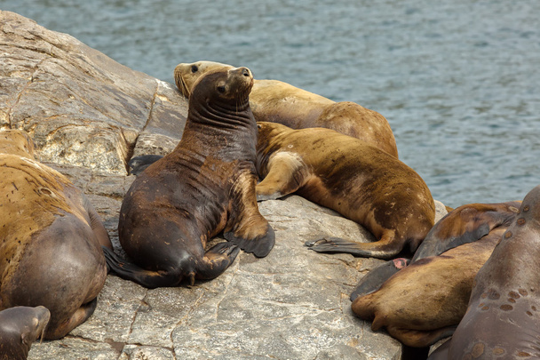 Rookery Steller sea lions. Island in Pacific Ocean near Kamchatka Peninsula. - Фото, изображение