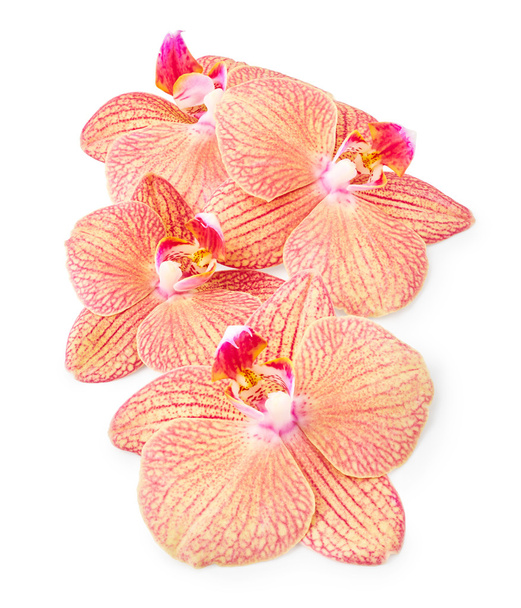 Квіти орхідей ізольовані на білому
 - Фото, зображення