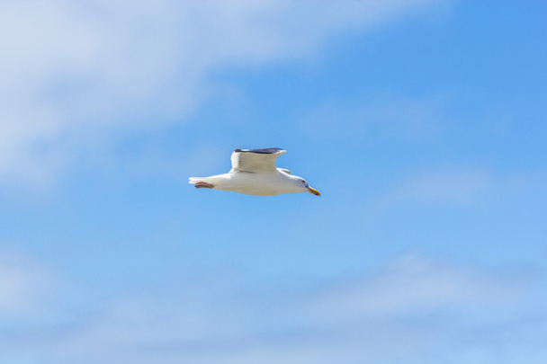 Seagull flying in the blue sky - Фото, изображение