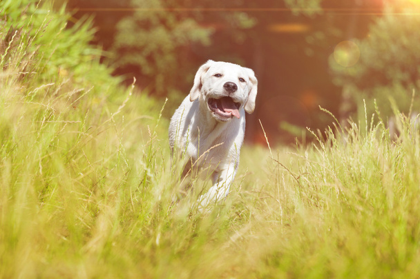 変な顔で実行している若いラブラドール犬子犬 - 写真・画像