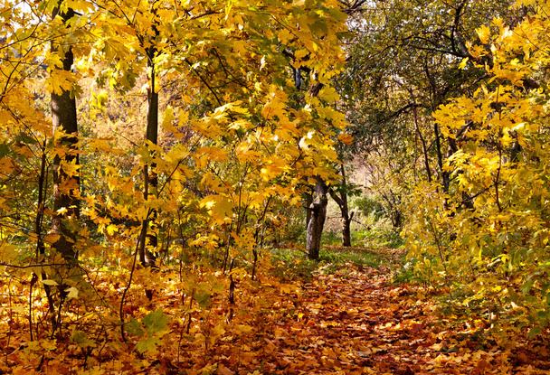 Autumnal park - Photo, Image