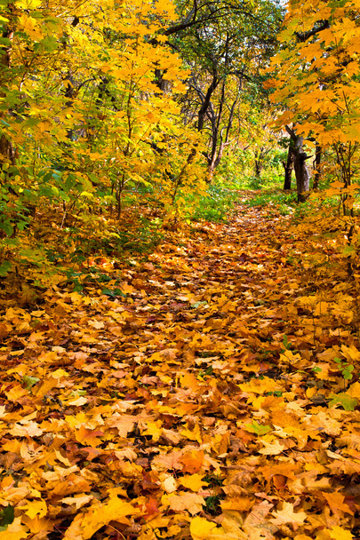 Autumnal park - Фото, изображение