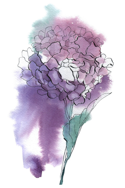hydrangea watercolor illustration - Photo, Image