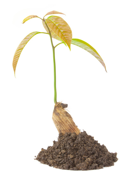 росте Зелена рослина
 - Фото, зображення