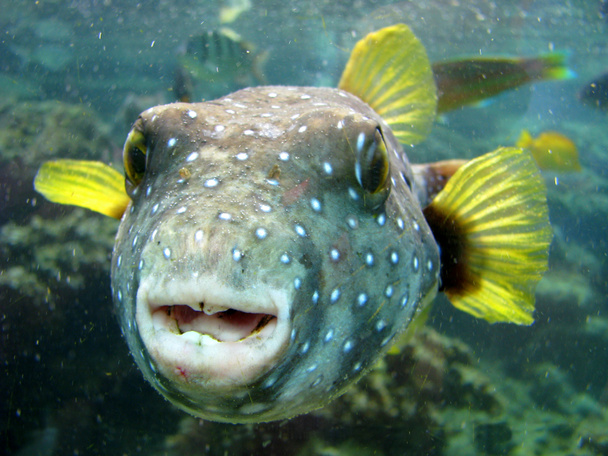 Pufferfish - Φωτογραφία, εικόνα