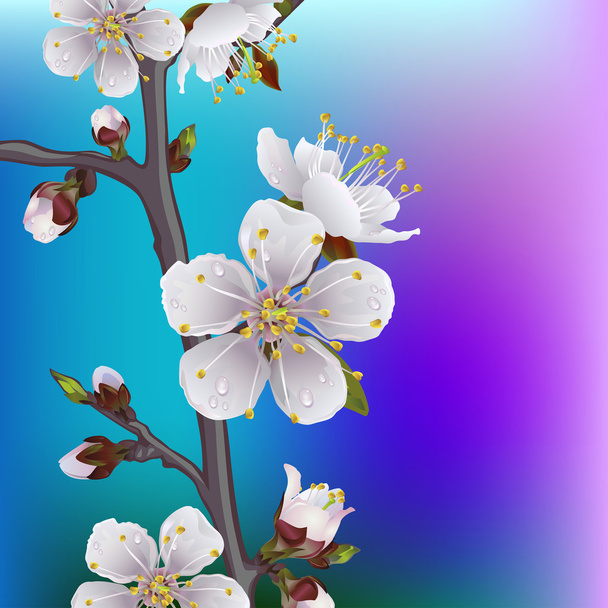 flowering branch of apricot - Vector, Image