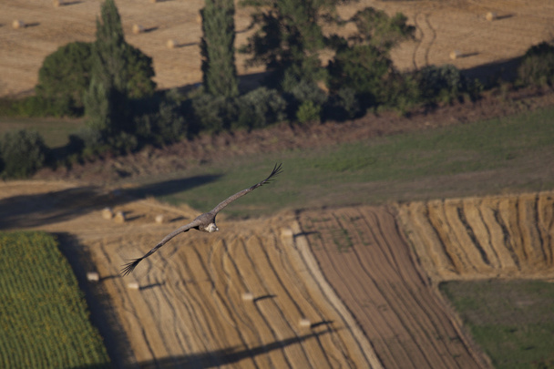Vulture on fly, Las Merindades, Burgos, Castilla y Leon, Spain - Фото, зображення