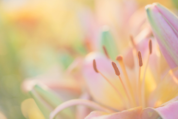 Pembe çiçek polen kadar kapatın - Fotoğraf, Görsel