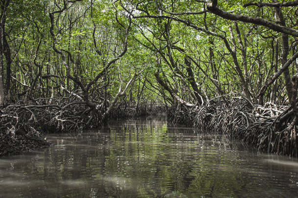Alberi di mangrovie sull'isola di Havelock, Andaman e Nicobar, India
 - Foto, immagini