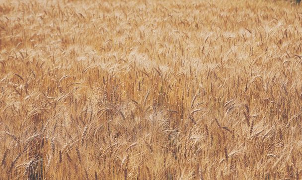 Altın buğday alan, hasat ve tarım - Fotoğraf, Görsel