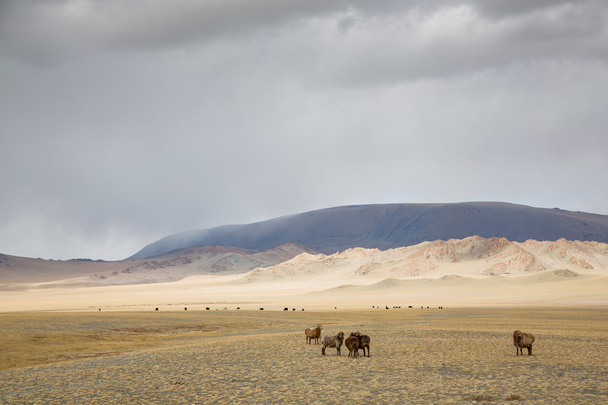 vaches dans un paysage de Mongolie
 - Photo, image