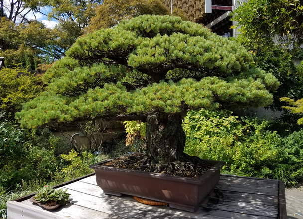 Bonsai miniature juniper - Fotografie, Obrázek