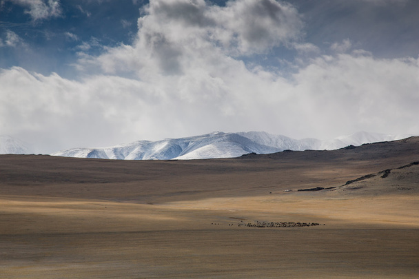 tehenek, egy táj, Mongólia - Fotó, kép