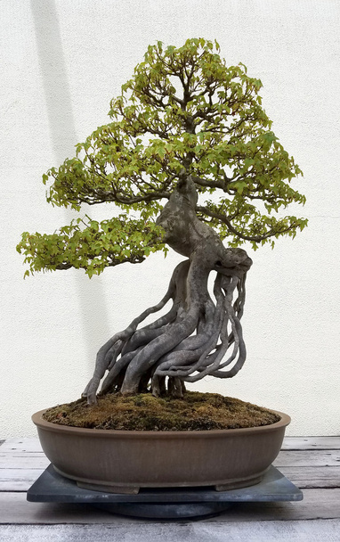 Liściaste drzewa Bonsai - Zdjęcie, obraz