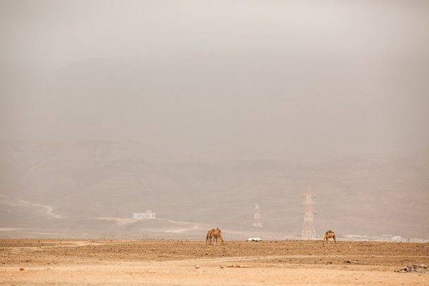 Tevék a ködben Salalah, Omán  - Fotó, kép